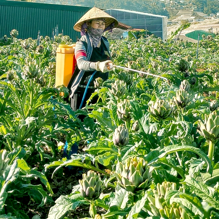 Những mùa atiso của tuổi thơ - Ảnh 1.