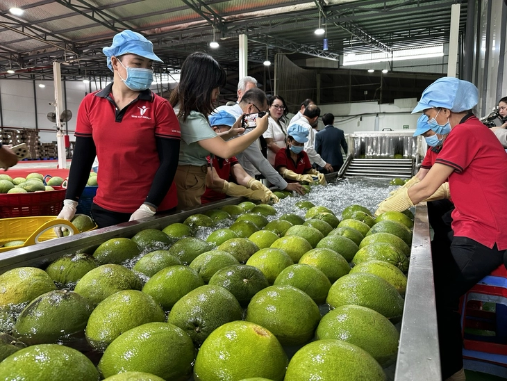 XUẤT KHẨU LÔ BƯỞI - Ảnh 1.