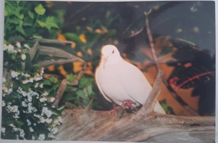 bồ câu - Ảnh 1.