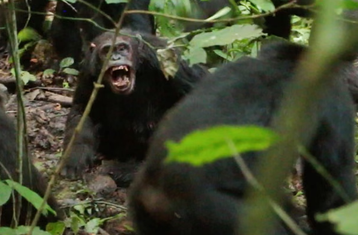 tinh tinh - Ảnh 2.