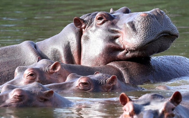 Con trai tỉ phú giàu nhất Ấn Độ xin 'giải cứu' 80 con hà mã Colombia tính tiêu hủy - Ảnh 1.