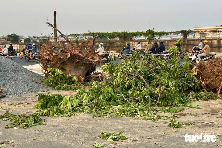 Di dời, đốn hạ cây xanh khu vực Trường Chinh - Phạm Văn Bạch để làm metro số 2 - Ảnh 1.