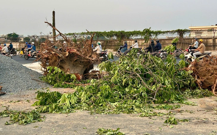 Công ty cây xanh lý giải việc đốn hạ cây ở công viên Lê Văn Tám và 15 cây khác trên đường phố - Ảnh 5.