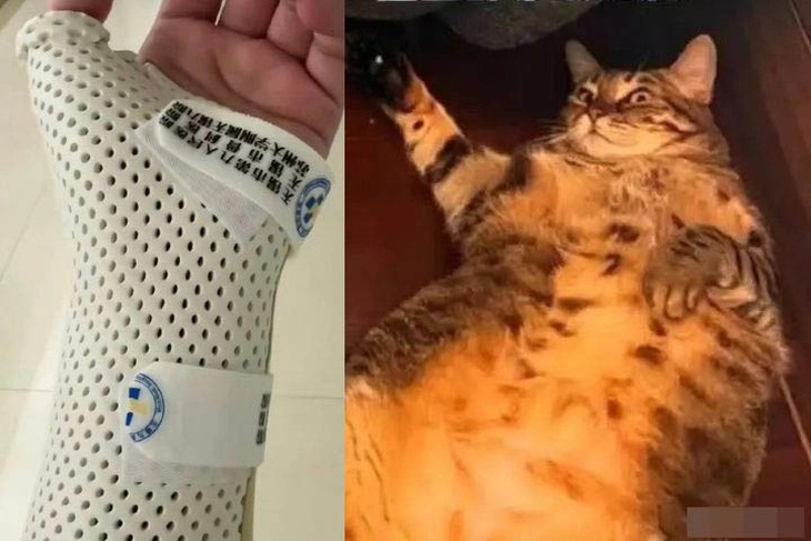 mèo cưng - Ảnh 1.