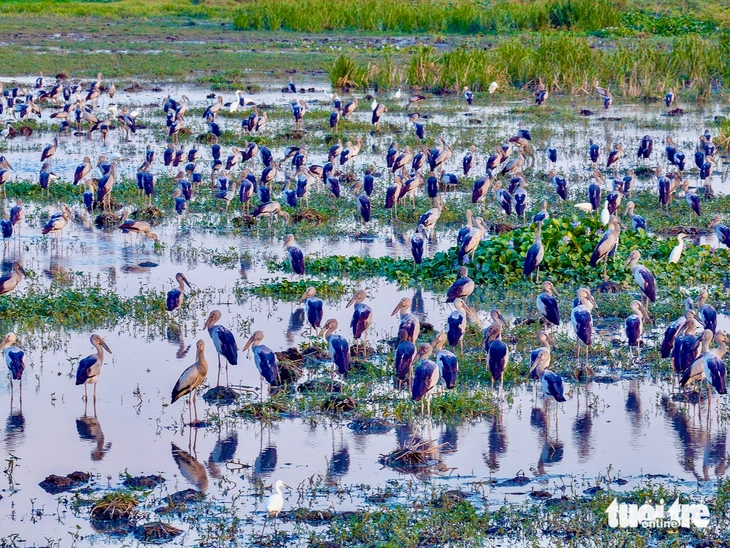 Đàn cò nhạn quý hiếm bay lượn, đậu kín ruộng hoang ở Tuy Hòa - Ảnh 3.
