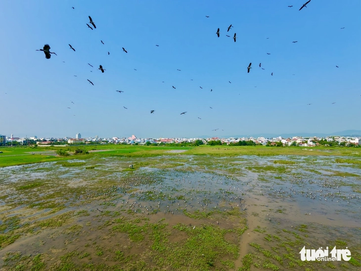 cò nhạn - Ảnh 4.