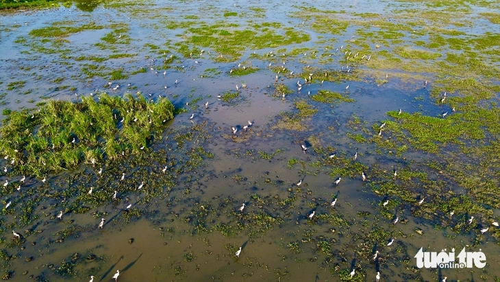 cò nhạn - Ảnh 5.