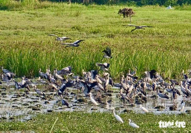 cò nhạn - Ảnh 6.