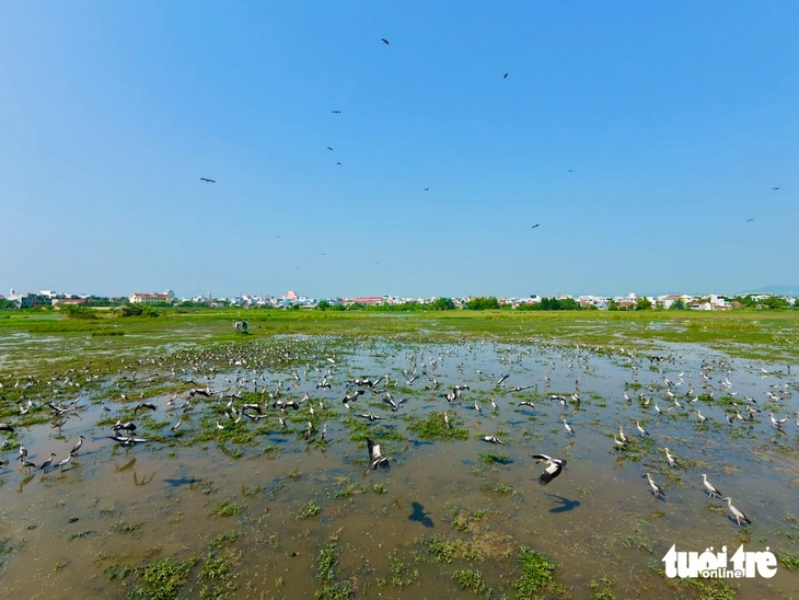 cò nhạn - Ảnh 1.