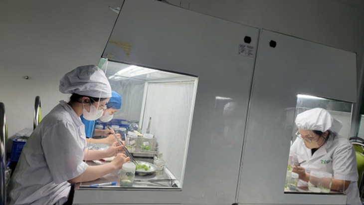 Từ phòng nuôi cấy mô đến những cánh rừng xanh - Ảnh 3.