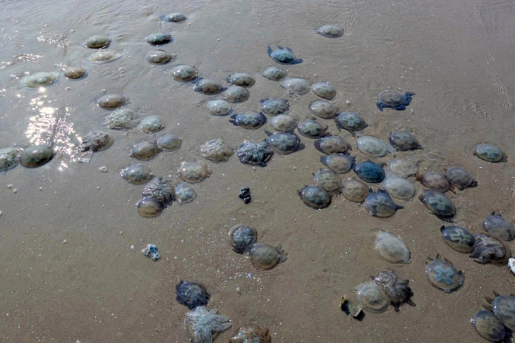 Vũng Tàu - Ảnh 2.