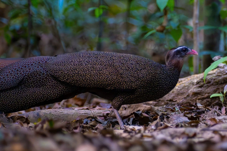 5 phút 'nín thở' chụp trĩ sao - loài chim quý hiếm bậc nhất Việt Nam - Ảnh 2.