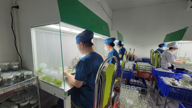 rừng xanh - Ảnh 3.