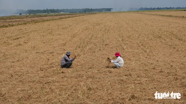 đốt rơm - Ảnh 3.