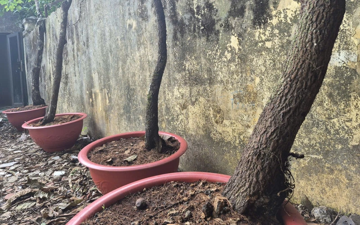 Thu giữ hơn 80kg phôi cây muội hồng chuẩn bị bán ra thị trường - Ảnh 2.