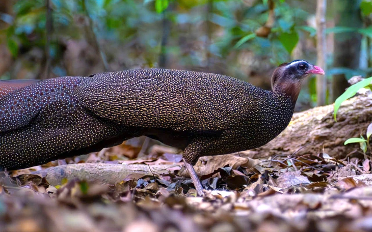 Trạm AI nghe chim kể chuyện: trải nghiệm lạ ở Đà Nẵng - Ảnh 2.