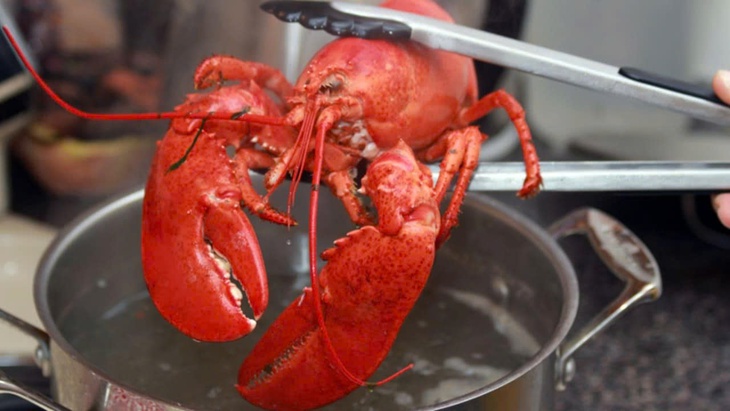 tôm hùm - Ảnh 1.