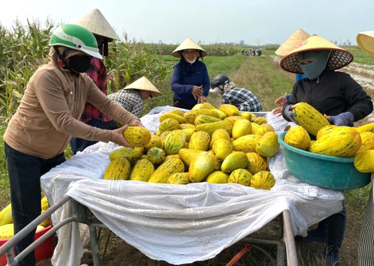 Cả làng thu hoạch 10 tấn dưa giúp người phụ nữ không may bị tai nạn gãy chân - Ảnh 3.