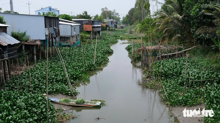lục bình - Ảnh 4.