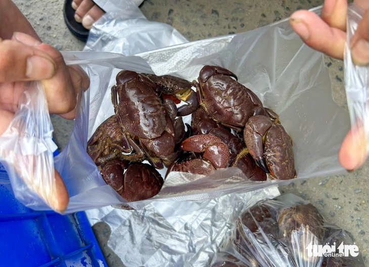 Về làng chài cổ Nam Ô mùa đẹp nhất: Ngắm bãi rêu xanh, săn cua cù kỳ - Ảnh 3.