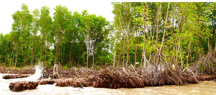 81 ảnh kể chuyện thiên nhiên Việt Nam trước biến đổi khí hậu - Ảnh 14.