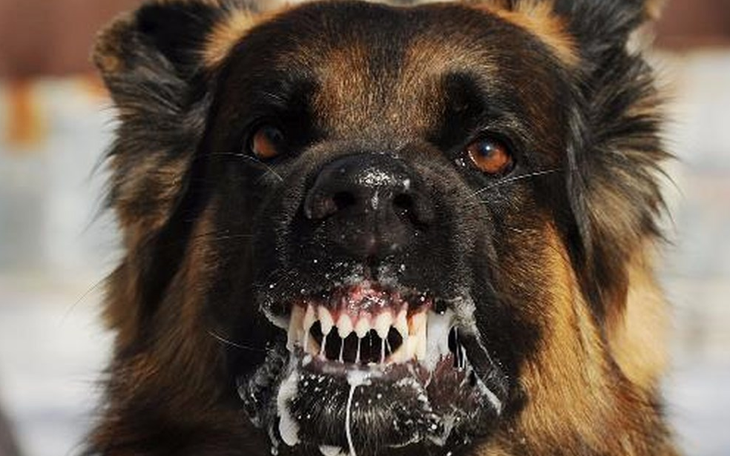 Lộn xộn chó thả rông, không rọ mõm chạy nhảy khắp nơi trong công viên Gia Định - Ảnh 9.