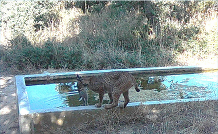 Linh miêu 'rửa' mồi trước khi ăn - hành vi lạ chưa từng thấy ở thú ăn thịt - Ảnh 2.