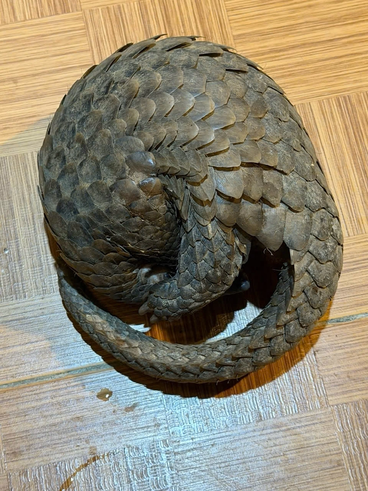 Tê tê bò vào tầng hầm quán nhậu ở Đà Lạt, chủ quán gọi báo kiểm lâm - Ảnh 3.