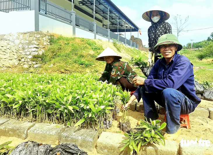 Giá cây keo tràm giống tăng gấp đôi và khan hiếm gây khó cho người trồng rừng - Ảnh 2.