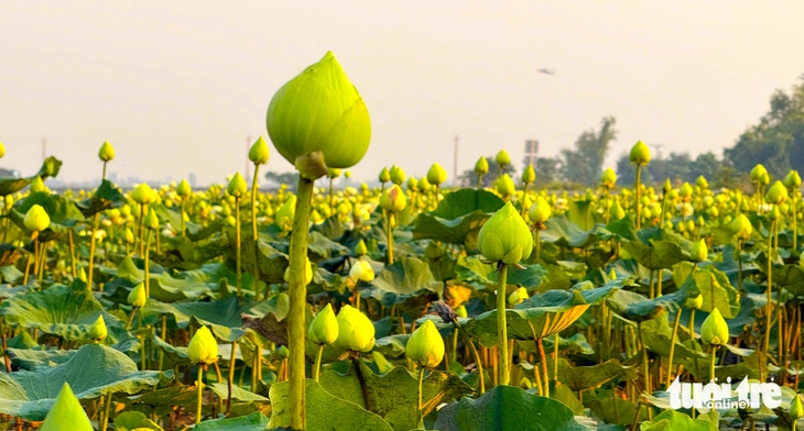 sen trắng - Ảnh 3.