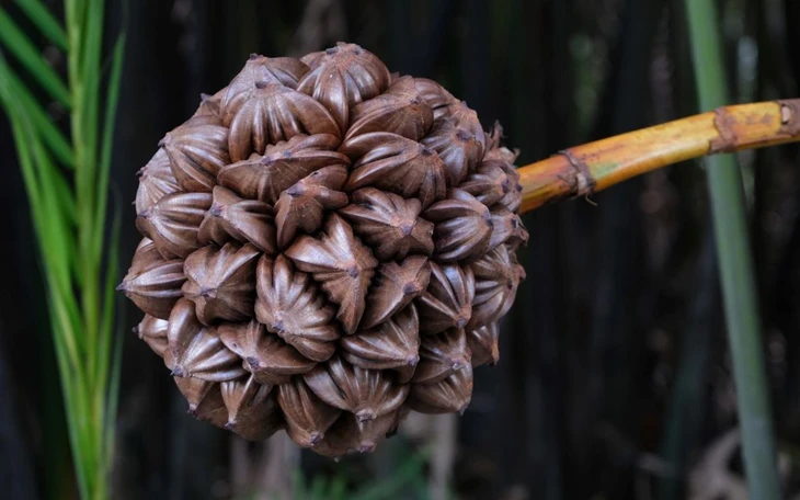 Runner Cần Giờ kỳ vọng ‘sắc xanh’ phủ kín VnExpress Marathon Green Paradise Cần Giờ - Ảnh 4.