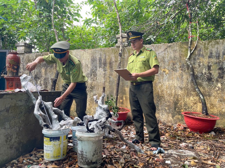 Thanh Hóa ngăn chặn khai thác, buôn bán cây muội hồng - Ảnh 1.