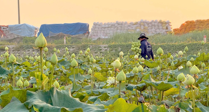 sen trắng - Ảnh 4.