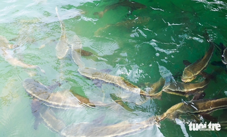 Người dân đảo Hải Tặc 'phất lên' nhờ nuôi cá lồng bè trên biển - Ảnh 2.