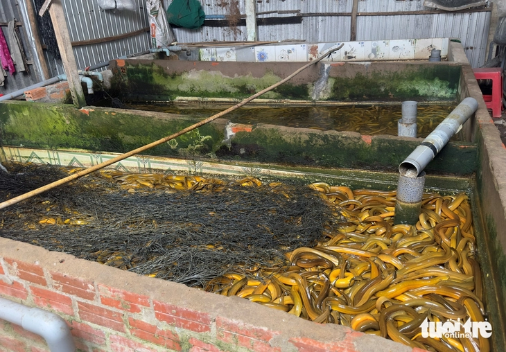 giá lươn - Ảnh 5.