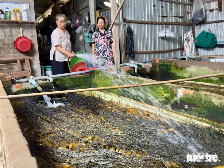 giá lươn - Ảnh 6.