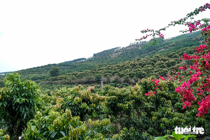 vải thiều - Ảnh 6.