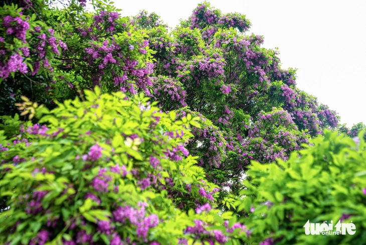 Tháng 4, hoa thàn mát nhuộm tím rừng Sơn Trà - Ảnh 1.
