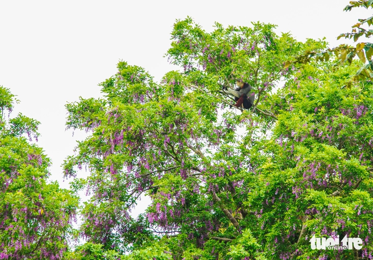 Tháng 4, hoa thàn mát nhuộm tím rừng Sơn Trà - Ảnh 3.