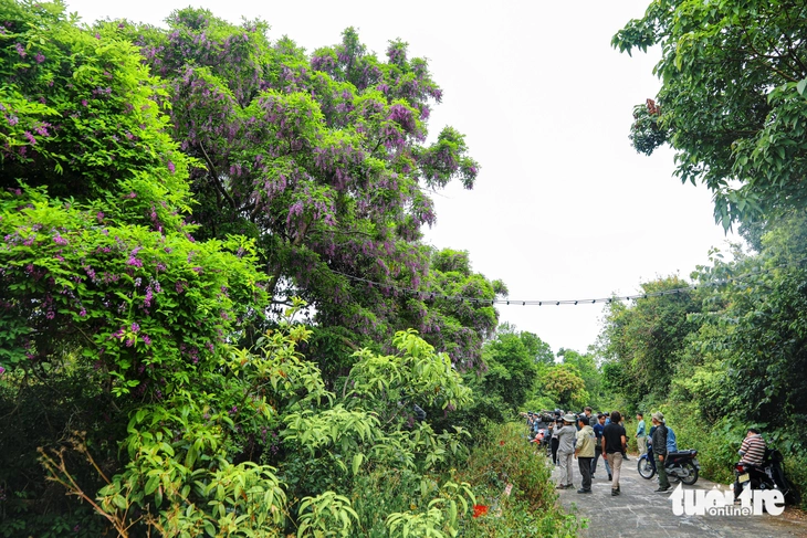 Sơn Trà - Ảnh 4.