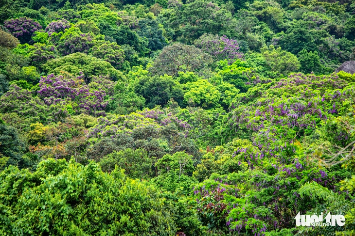 Sơn Trà - Ảnh 5.