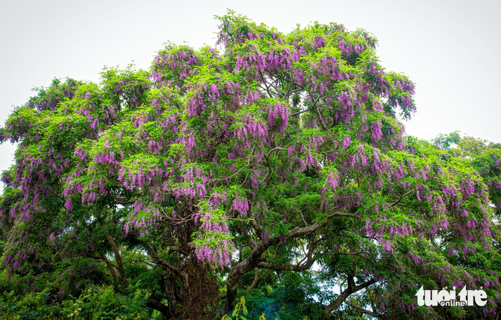 Sơn Trà - Ảnh 7.