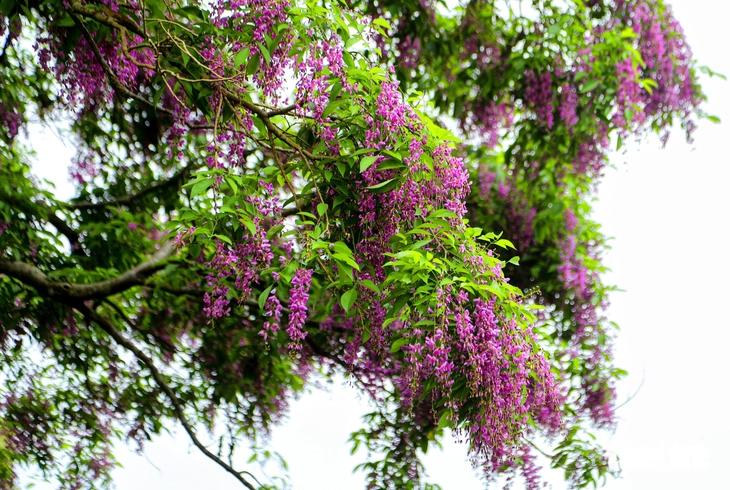 Sơn Trà - Ảnh 10.