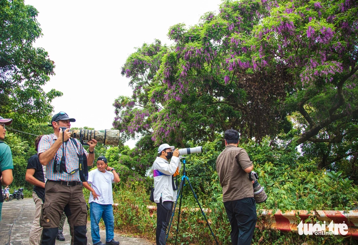 Tháng 4, hoa thàn mát nhuộm tím rừng Sơn Trà - Ảnh 11.