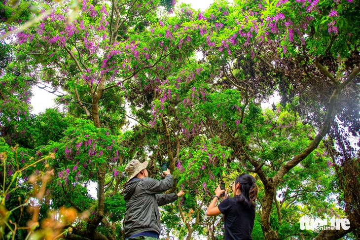 Sơn Trà - Ảnh 8.