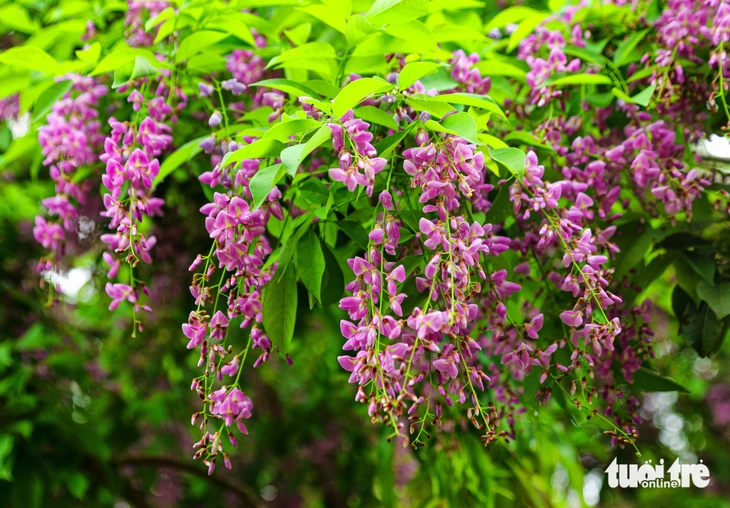 Sơn Trà - Ảnh 9.