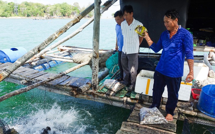 Độc đáo cách ‘tắm cho cá lồng bè’ ở đặc khu Thổ Châu - Ảnh 6.