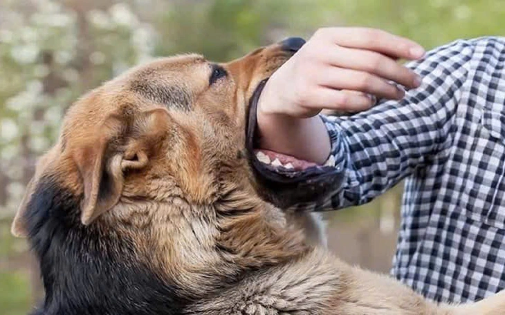 TP.HCM: Đã có 3 ca tử vong do bệnh dại, nắng nóng có thể làm gia tăng nguy cơ mắc bệnh dại - Ảnh 2.