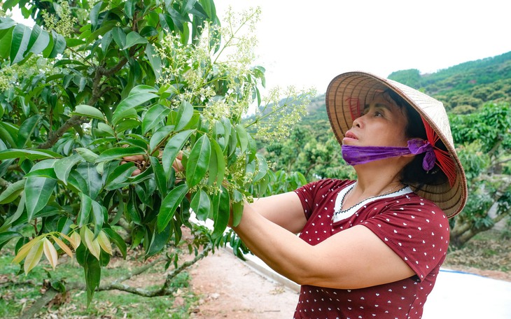 Thủ phủ vải thiều dự kiến thu hoạch vải sớm từ 25-5 - Ảnh 4.