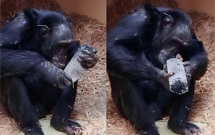 Đô thị hóa làm động vật ‘bạo’ hơn và giống nhau trên toàn cầu - Ảnh 4.